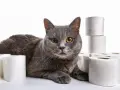 Gatto grigio con occhi dorati circondato da rotoli di carta igienica, forse per un caso di diarrea gatto.