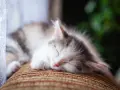 Un tenero gattino tricolore dorme sereno sul divano. Che voglia di accarezzare il gatto quando dorme, con la sua pelliccia morbida e il nasino rosa.