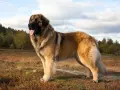 Un maestoso Leonberger, imponente per le sue **dimensioni**, posa in un prato autunnale.