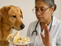 Veterinaria ferma un cane goloso che vuole mangiare una banana. La corretta alimentazione cane è fondamentale.