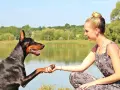 Dobermann che stringe la mano a una donna, un gesto che racchiude i dobermann pregi e difetti: fedeltà e intelligenza, ma anche bisogno di attenzioni.
