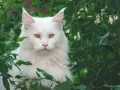 Un maestoso Maine Coon bianco, con occhi ambrati, si nasconde tra il fogliame verde. Immagina il suo imponente **maine coon xxl peso** mentre si muove con grazia.