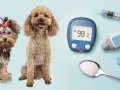 Due cani, un misuratore di glicemia e una siringa per insulina suggeriscono la gestione del diabete insipido nel cane.