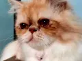 Un gatto persiano dagli occhi rossi sembra piangere con le lacrime, il suo pelo arancione e bianco è soffice.