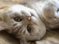 Gatto sdraiato, con occhi verdi e naso rosa. Sembra rilassato, forse emette uno dei tanti tipi di fusa del gatto.