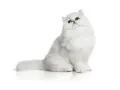 Un gatto bianco con pelo lungo, una delle tante razze gatti pelo lungo, posa con sguardo curioso.