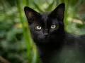 Un elegante gatto Bombay nero con occhi dorati scruta attentamente dalla vegetazione verdeggiante.