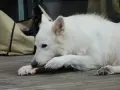 Cane bianco che rosicchia con gusto un pezzo di carne di cavallo, appoggiato su un tavolato di legno.