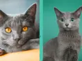 Due gatti soriani grigi, uno con occhi ambra e l'altro con occhi verdi, si guardano intensamente.