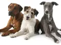Tre cani di taglia media: un Rhodesian Ridgeback, un meticcio dal pelo lungo e un Levriero.