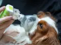 Cane con maschera nebulizzatrice per curare edema polmonare. La terapia aiuta il suo recupero.