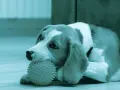 Un beagle gioca con un osso per cani denti, un giocattolo a forma di palla con punte, sdraiato sul pavimento.