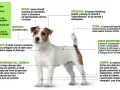 Jack Russell Terrier: cane da lavoro, caccia e compagnia. Il suo carattere vivace e brioso si riflette negli occhi a mandorla.