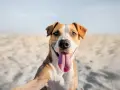 Un felice cane amstaff con la lingua fuori, seduto sulla sabbia con uno sfondo sfocato.