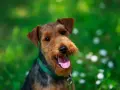 Un allegro welsh terrier con la lingua fuori, in un prato fiorito.