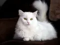 Gatto bianco con occhi azzurri, una splendida razza dal pelo lungo e folto, posa elegantemente su un divano scuro.