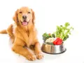 Un golden retriever sorride accanto a una ciotola piena di verdure fresche, tra cui broccoli, cavolfiori e peperoni rossi. I cani possono mangiare le melanzane, e questa ciotola è un esempio di dieta sana.
