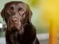 Un adorabile labrador retriever marrone con occhi dolci guarda dritto in camera, con un raggio di sole giallo sullo sfondo.