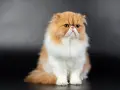 Gatto persiano dal muso schiacciato, con pelo lungo e folto color albicocca e bianco, seduto su sfondo scuro.