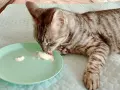 Un gatto tigrato grigio lecca con gusto lo yogurt da un piattino verde.