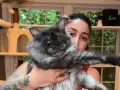 Un imponente Maine Coon, noto per le sue dimensioni, posa con la sua umana.