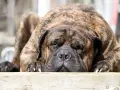Un maestoso mastiff inglese riposa, con il muso appoggiato su un tronco di legno. Il suo manto tigrato è magnifico.