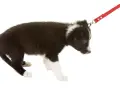 Cucciolo di Border Collie con guinzaglio rosso. Impara come non far tirare il cane al guinzaglio con un addestramento positivo.