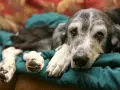 Un cane anziano con pelo grigio riposa su un cuscino verde. La sua espressione è stanca, forse riflette quanto vive un cane con demenza senile.