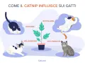Il catnip cos'è? L'erba gatta provoca reazioni come rotolarsi, leccare, salivazione ed eccitabilità nei gatti, come illustrato.
