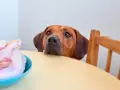 Cane con occhi imploranti guarda un pollo crudo su un tavolo. Chissà che carne può mangiare il cane?