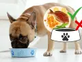 Un bulldog francese mangia dalla sua ciotola. Accanto, un piatto di pesce con verdure e limone, con un segno di spunta verde, indica che è adatto per il cane.