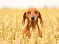 Un bassotto marrone si nasconde tra le spighe dorate di un campo di farro, con uno sguardo curioso.