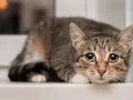 Gatto tigrato con occhi spalancati, forse si chiede di cosa hanno paura i gatti, nascosto sul davanzale.