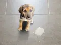 Dolce cucciolo con occhi tristi accanto a una macchia di vomito cane sul pavimento piastrellato.
