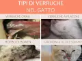 Immagine mostra diversi tipi di verruche nel gatto: orali, a placche, Morbo di Bowen e carcinoma.