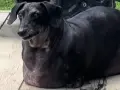 Un bassotto nero, forse il bassotto più lungo del mondo, seduto su una superficie di legno.