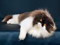 Gatto persiano dal carattere regale, con folta pelliccia bicolore e occhi arancioni penetranti, posa con eleganza su uno sfondo scuro.