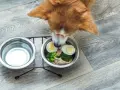 Un cane curioso annusa una ciotola con uova sode, broccoli e pollo. Sì, i cani possono mangiare le uova!