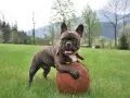 Un adorabile bulldog francese, con le sue tipiche dimensioni, gioca con un pallone da basket in un prato verde.