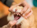 Mano che esamina la bocca aperta di un gatto arancione, mostrando i suoi denti aguzzi. Si nota che i denti del gatto cadono, forse a causa dell'età o di un problema di salute.