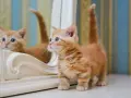 Un adorabile gattino munchkin arancione con occhi azzurri guarda il suo riflesso in uno specchio.