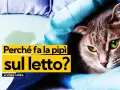Gatto con occhi verdi su un letto macchiato, con testo "Perché fa la pipì sul letto?".