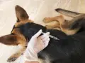 Mano con guanto somministra iniezione a cane. Prevenzione dei sintomi della leptospirosi nel cane.