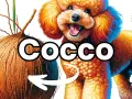 Un barboncino sorridente accanto a un cocco, con una freccia che indica che i cani possono mangiare il cocco.