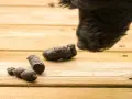 Un cane coprofago annusa delle feci sul legno.