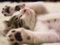 Un gatto dorme sereno, con le zampine in aria. Un segno che ti vuole bene? Forse, quando si sente al sicuro.