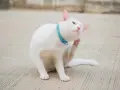 Un gatto bianco con un collare azzurro si gratta le orecchie con la zampa posteriore, un'espressione soddisfatta sul muso.