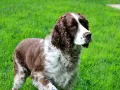 Un elegante springer spaniel marrone e bianco, con il pelo ondulato, osserva attentamente l'erba verde brillante.