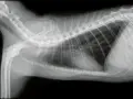Radiografia toracica di un gatto con versamento pleurico, evidenziato da un'opacità scura nella cavità toracica.