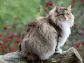 Un magnifico gatto norvegese delle foreste, con folta pelliccia e occhi verdi, posa su un tronco d'albero.